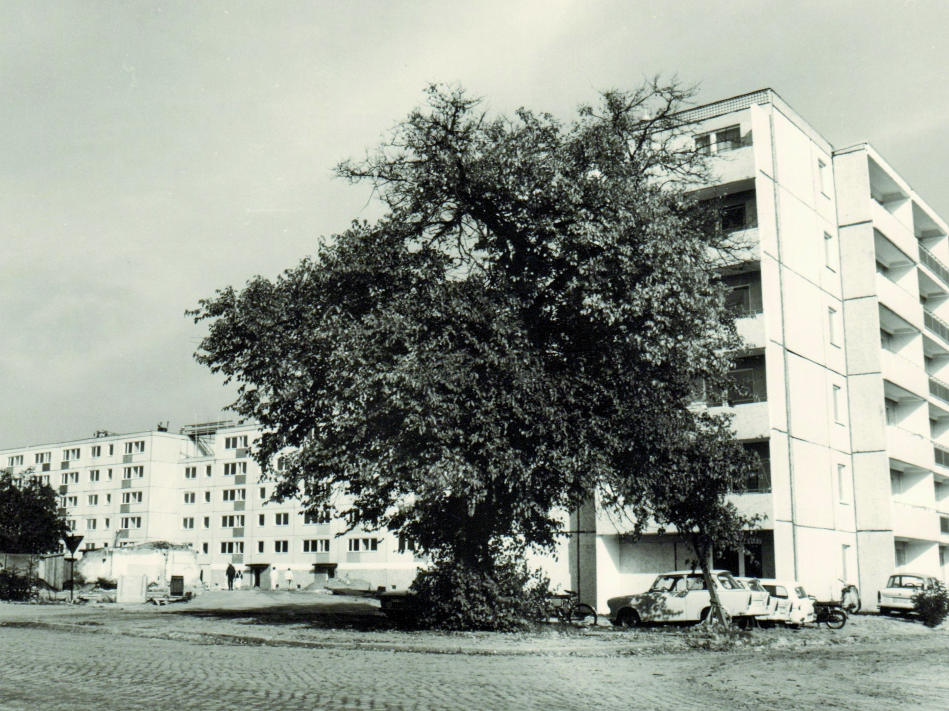 historisches Foto des Maulbeerbaums vor neu erbauten Plattenbau